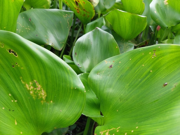 Fondo verde de la naturaleza planta y hoja