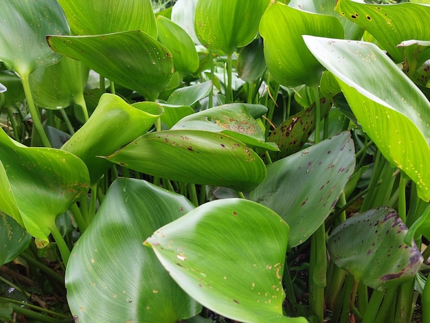 Fondo verde de la naturaleza planta y hoja