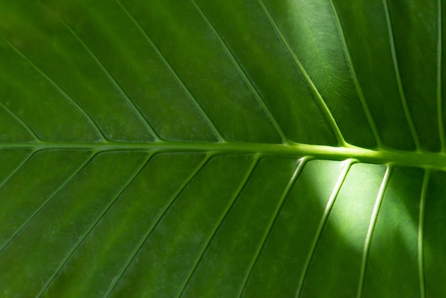 Fondo verde de la naturaleza planta y hoja