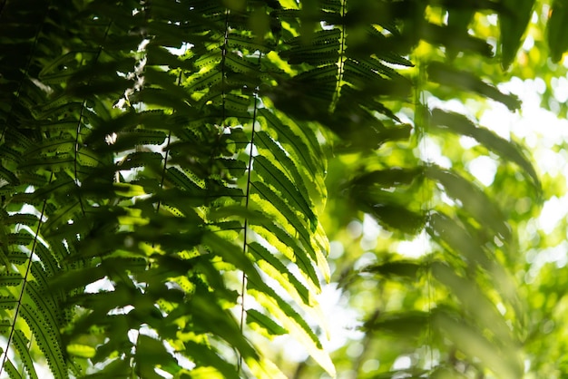 Fondo verde de la naturaleza planta y hoja