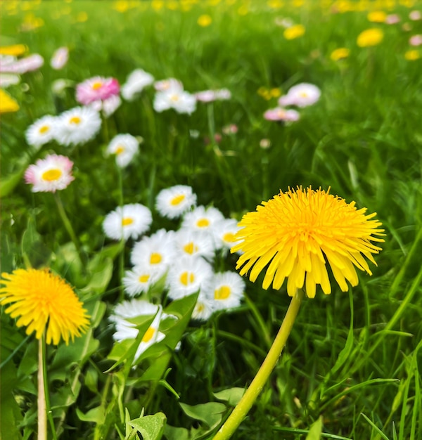 Fondo verde de la naturaleza de la primavera de las flores del prado y del diente de león