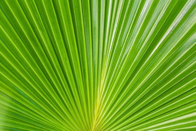 El fondo verde de la naturaleza, texturiza la hoja grande de una palma tropical