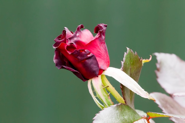 Foto fondo verde palo de rosa rojo en el jardín de otoño