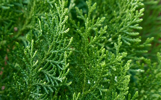 Foto fondo verde de pequeñas ramitas de thuja