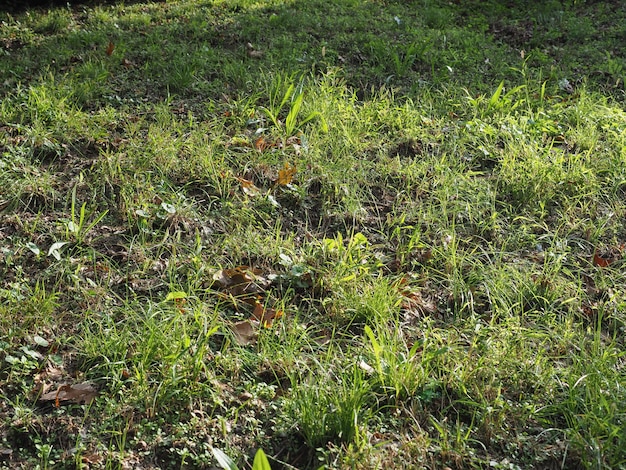 Fondo verde prado