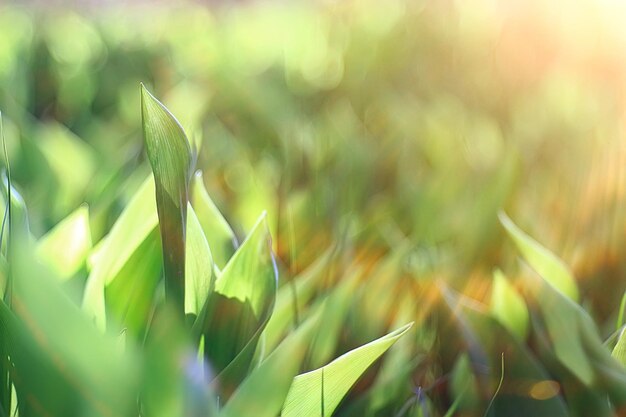 fondo verde de primavera, imágenes hermosas de la naturaleza borrosa abstracta, brotes verdes