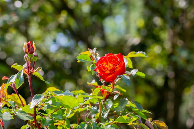 Fondo verde con ramas de rosas rojas brillantes Rosas rojas florecientes en el parque