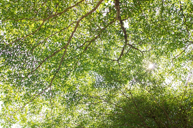 Fondo verde de la textura de la hoja de la naturaleza