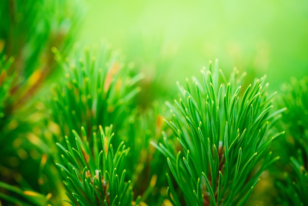 Fondo verde de vista detallada de las agujas de un pino que crece en las ramas