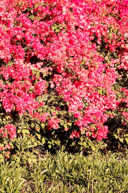 Fondo vertical de flores rosas rojas brillantes de primavera