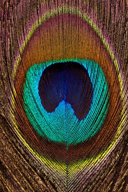 Fondo vertical del primer brillante de las plumas del pavo real y colorido.