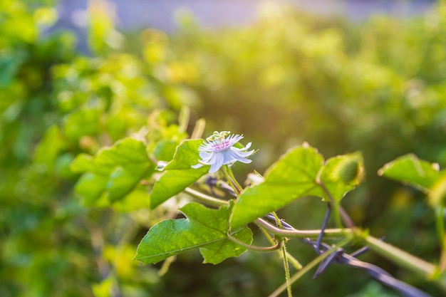 Fondo de vid de flor