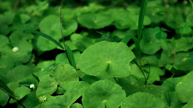 Fondo de vides verdes