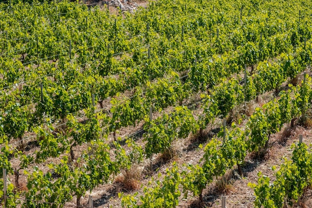 Fondo de vides de viñedo Concepto de elaboración de vino de la isla griega