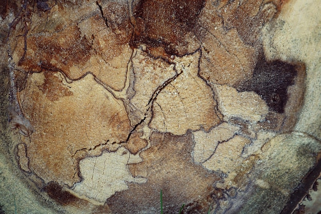 Fondo de un viejo árbol aserrado con líneas caóticas y grietas en primer plano