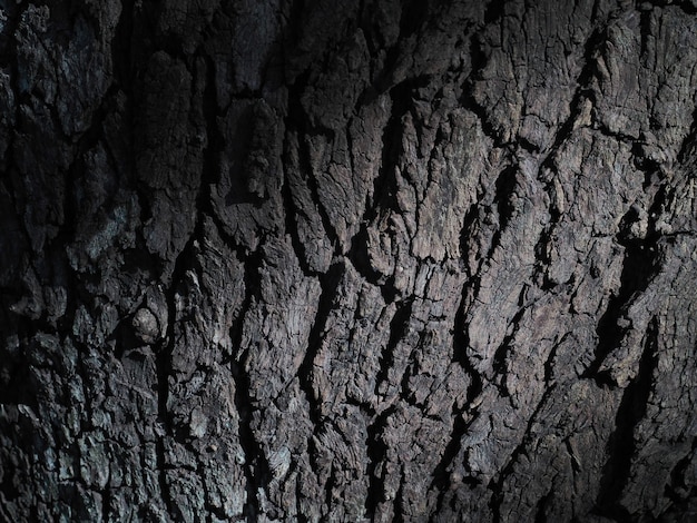 El fondo del viejo árbol tiene una hermosa concha.