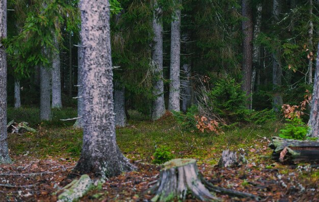 Foto fondo del viejo bosque de abetos de tronco bosque siempreverde