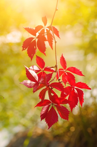 Fondo vintage de otoño de temporada natural de hojas rojas de uva silvestre