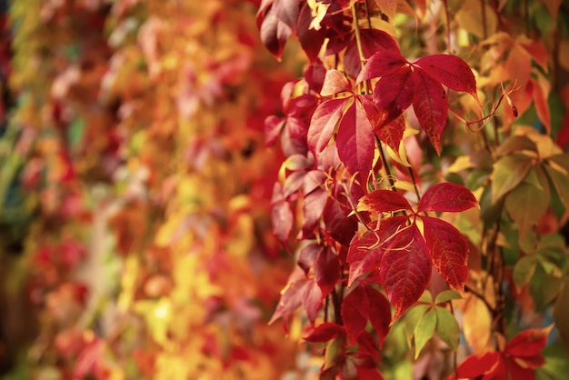 Fondo vintage de otoño de temporada natural de hojas rojas de uva silvestre