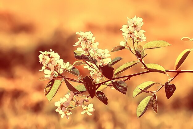 fondo vintage pequeñas flores, naturaleza hermosa, diseño tonificante primavera naturaleza, plantas de sol