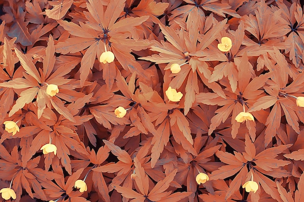 fondo de vista superior de flores silvestres / fondo estacional abstracto, flores pequeñas de verano, primavera natural, abstracción floral