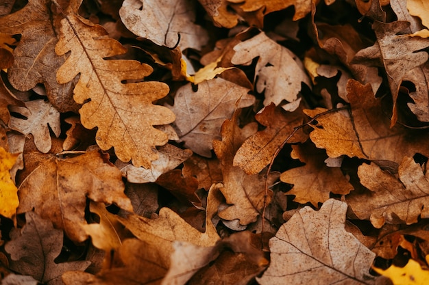 fondo de vista superior de follaje de otoño