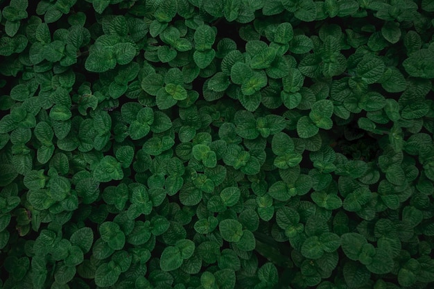 Foto fondo de vista superior de textura de hojas verdes marco completo de tono de hoja verde oscuro tropical