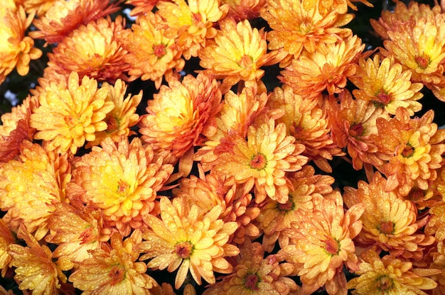 Foto fondo vivo del otoño de la flor del crisantemo anaranjado hermoso con el rocío