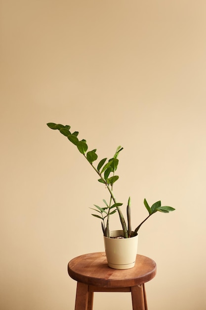 Fondo con zamioculcas en el interior de una casa Decoración de interiores con plantas caseras Espacio de copia de fondo