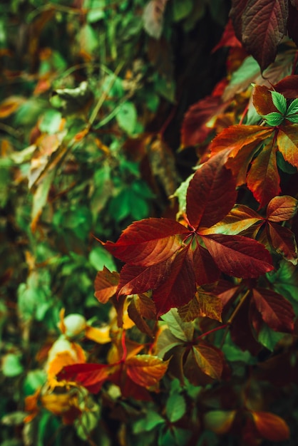 Fondos coloridos de la naturaleza con hojas de otoño. Fondo de naturaleza colores mezclados