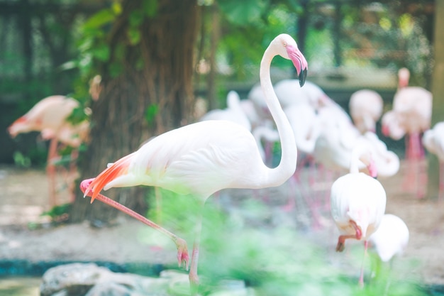 Fondos de flamencos naturales