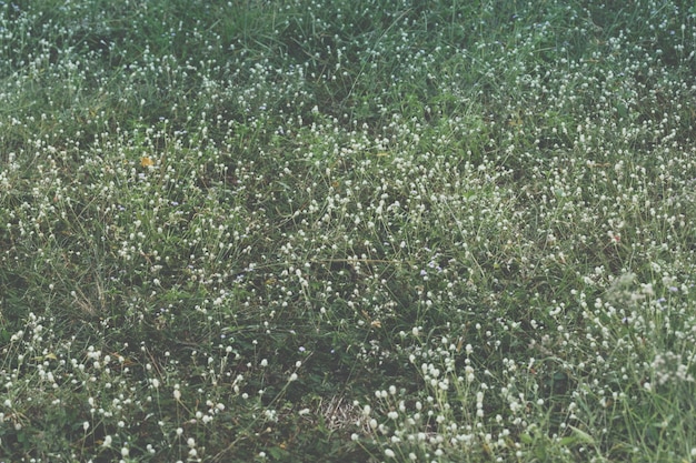 Fondos Flores de hierba