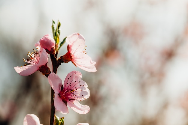 Fondos de flores rosadas de primavera