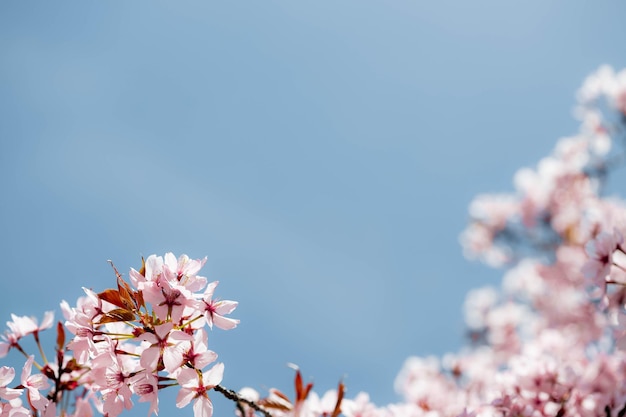 Fondos de flores rosas de primavera