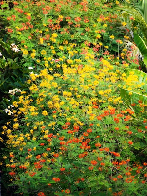 Fondos de flores tropicales