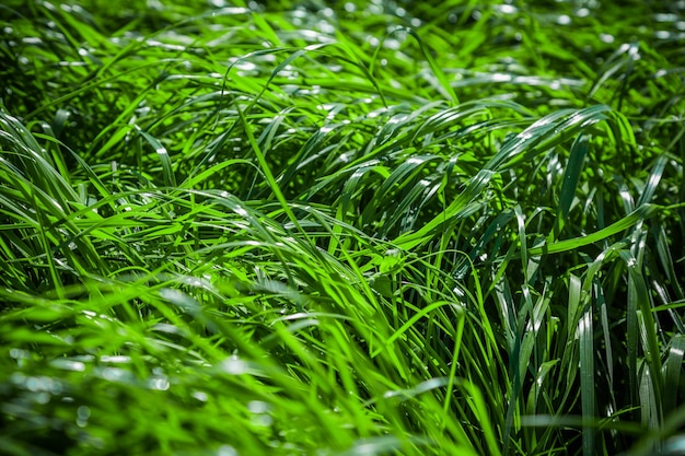 Fondos de hierba jugosa verde fresca para uso de diseño o telón de fondo, concepto ecológico con hojas de hierba verde en el sol
