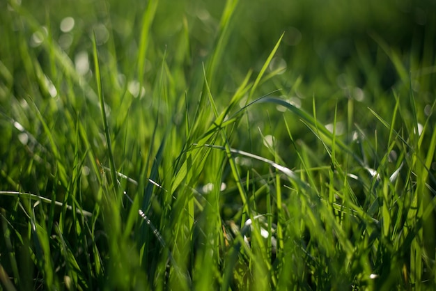 Fondos naturales abstractos con hierba verde y belleza bokeh
