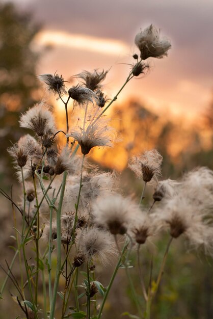 fondos de la naturaleza flores esponjosas en la puesta del sol