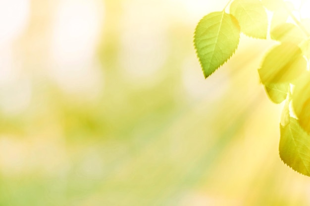 Fondos de naturaleza de hojas verdes y concepto de primavera