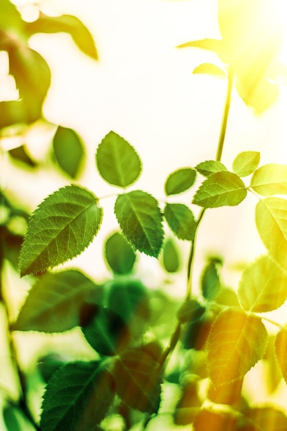 Fondos de naturaleza de hojas verdes y concepto de primavera