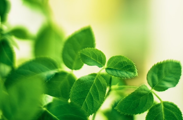 Fondos de naturaleza de hojas verdes y concepto de primavera