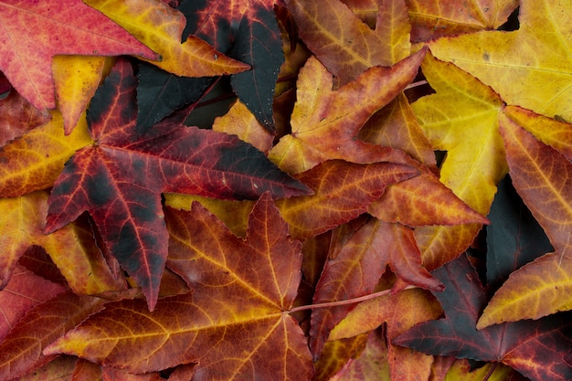 FONDOS DE OTOÑO, COLORIDAS HOJAS CAIDAS. Vista de alto ángulo.