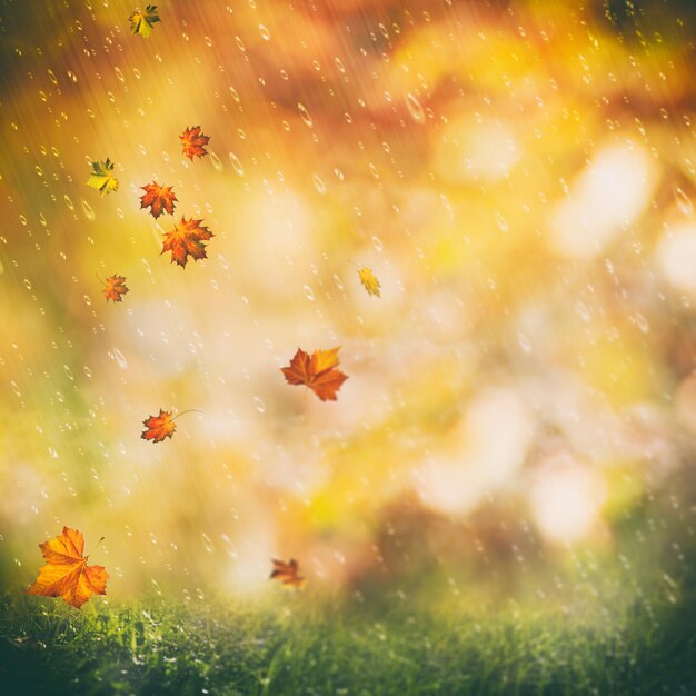 Fondos otoñales de la belleza de la lluvia de octubre con colores descoloridos