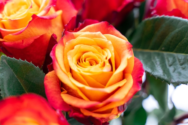 Fondos románticos de rosas rojas, día de la madre, invitación de boda, tarjeta de saludos, tarjetas de aniversario