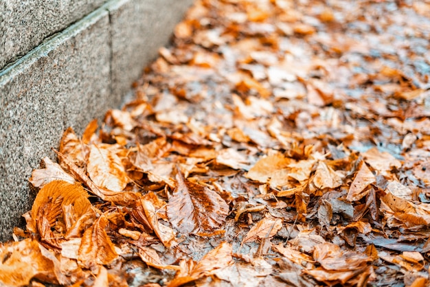 Fondos y texturas. Fondo de hojas amarillas de otoño secas. Otoño.