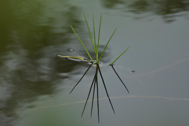 fondos y texturas de la naturaleza plantas ecología medio ambiente