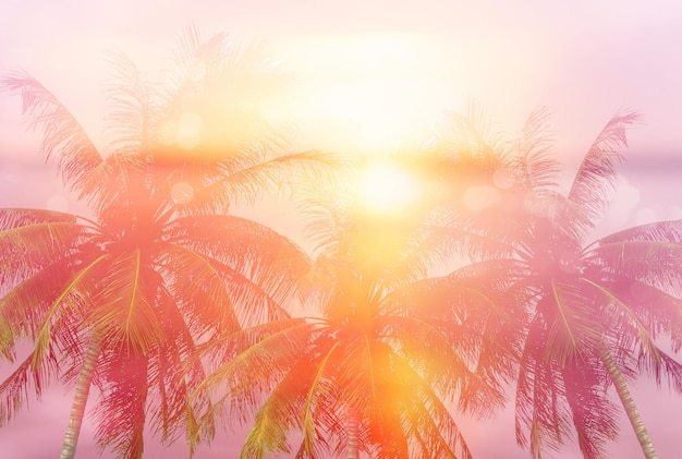 Fondos tropicales de verano con palmeras.
