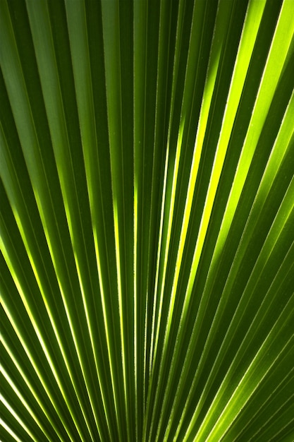 Fonte de folha tropical em forma de ventilador Foto vertical verde Folha de floresta pluvial em forma de ventoinha Coleção de fundos da natureza