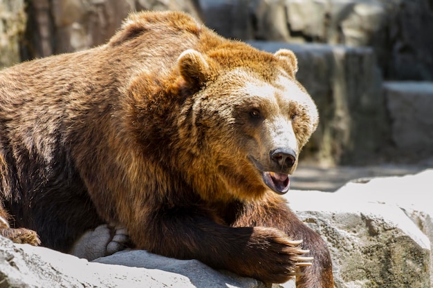 Força predador, lindo e peludo urso pardo, mamífero