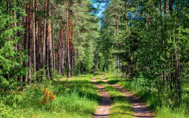 Forest country road Pinos y bosque mixto Un claro día de verano